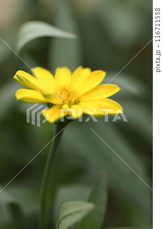 黄色い姫リュウキンカの花 黄色い姫リュウキンカの花 116711558