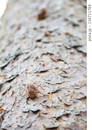 木にとまるセミの抜け殻 木にとまるセミの抜け殻 116711768