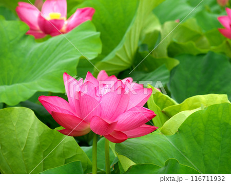蓮の花 蓮の花 116711932