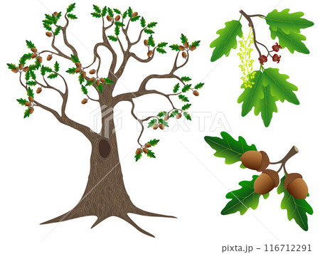 Parts of an oak tree on a white background. Parts of an oak tree on a white background. 116712291