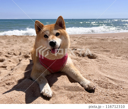 Shiba Inu puppy looks like a little fox Shiba Inu puppy looks like a little fox 116712310