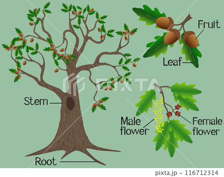Parts of an oak plant on a green background. Parts of an oak plant on a green background. 116712314