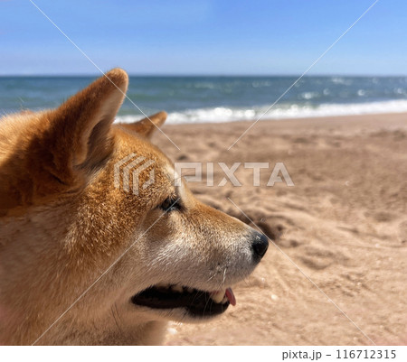 Shiba Inu puppy looks like a little fox	 116712315
