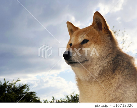 Shiba Inu puppy looks like a little fox Shiba Inu puppy looks like a little fox 116712320