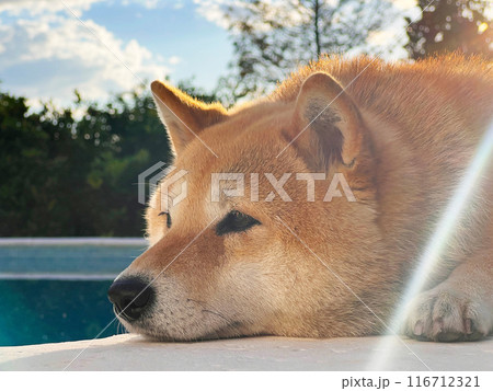 Shiba Inu puppy looks like a little fox Shiba Inu puppy looks like a little fox 116712321
