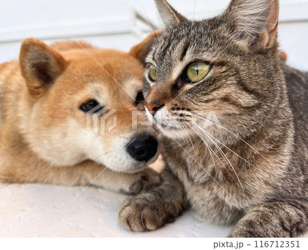 Shiba Inu puppy and his friend striped kitten 116712351