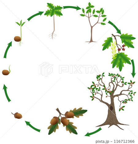Cycle of a oak plant growth isolated on white background. 116712366