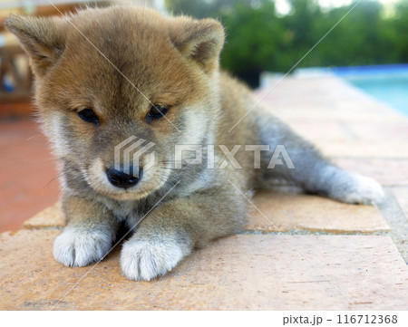 Shiba Inu puppy looks like a little fox Shiba Inu puppy looks like a little fox 116712368