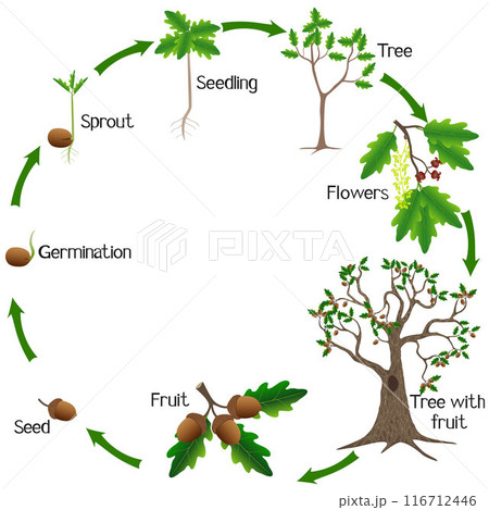 Life cycle of a oak tree on a white background. 116712446