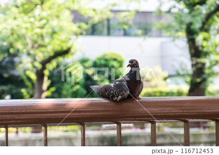 目黒川沿いで佇むハト 夏晴れの青空 東京都目黒区 目黒川沿いで佇むハト 夏晴れの青空 東京都目黒区 116712453