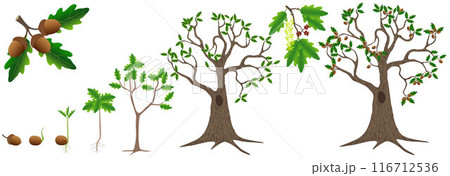 Cycle of growth of a oak tree on a white background. 116712536