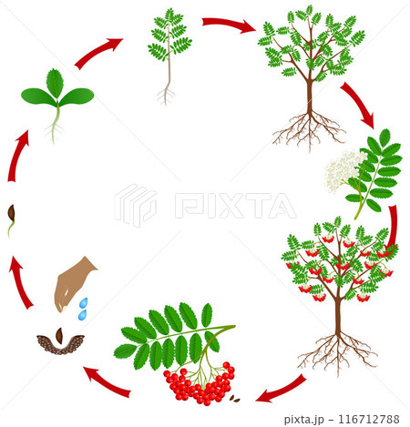 Cycle of a red rowan plant growth isolated on white background. Cycle of a red rowan plant growth isolated on white background. 116712788