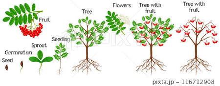 Cycle of growth of a red rowan plant on a white background. 116712908