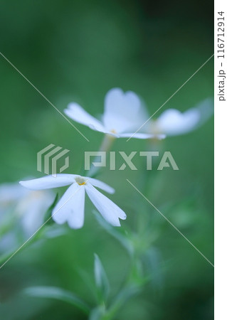 白いシバザクラの花 白いシバザクラの花 116712914