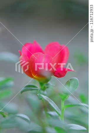 赤いマツバボタンの花 116712933