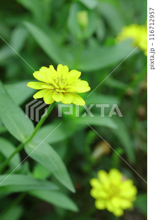 黄色いヒャクニチソウの花 黄色いヒャクニチソウの花 116712957