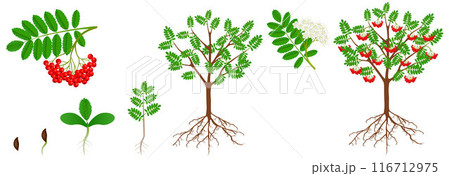 Cycle of growth of a red rowan plant. 116712975