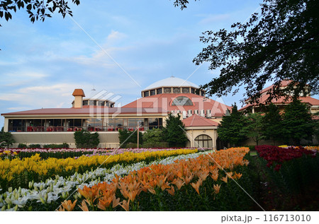 埼玉県深谷市アクアパラダイスパティオ　夏の夕方の美しいユリ 116713010