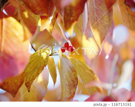 紅葉の中に実るハナミズキの実 116713191