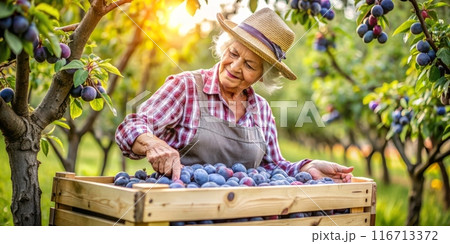 Woman picking plums in a sunny orchard 116713372