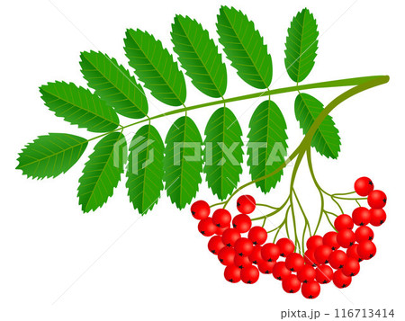 Ashberry cluster with red berry and green leaf isolated on white background. 116713414