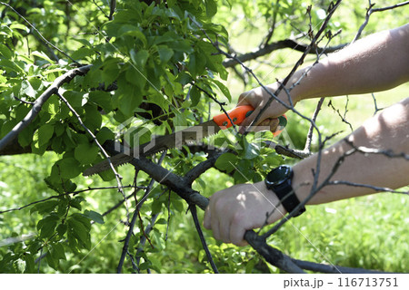 Sawing branches in the garden. A worker's hand and a saw. Spring cutting of tree branches. Sawing branches in the garden. A worker's hand and a saw. Spring cutting of tree branches. 116713751