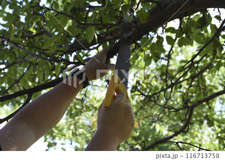 Sawing branches in the garden. A worker's hand and a saw. Spring cutting of tree branches. Sawing branches in the garden. A worker's hand and a saw. Spring cutting of tree branches. 116713758