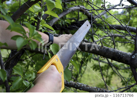 Sawing branches in the garden. A worker's hand and a saw. Spring cutting of tree branches. Sawing branches in the garden. A worker's hand and a saw. Spring cutting of tree branches. 116713766