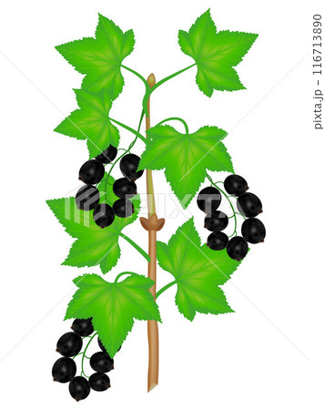 Branch of black currant with berries and leaves on a white background. Branch of black currant with berries and leaves on a white background. 116713890