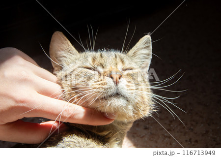 A person is gently stroking a cat that has a bracelet on its wrist A person is gently stroking a cat that has a bracelet on its wrist 116713949
