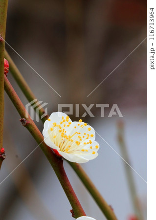 白い梅の花 白い梅の花 116713964