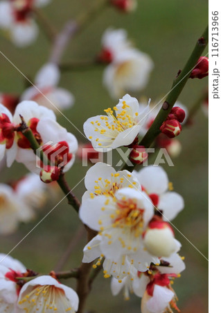 白い梅の花 116713966