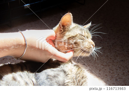A person is gently stroking a cat that has a bracelet on its wrist A person is gently stroking a cat that has a bracelet on its wrist 116713983