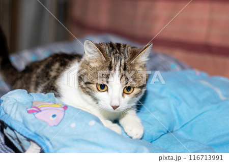 A cat is peacefully resting on a blue blanket while gazing at the camera A cat is peacefully resting on a blue blanket while gazing at the camera 116713991