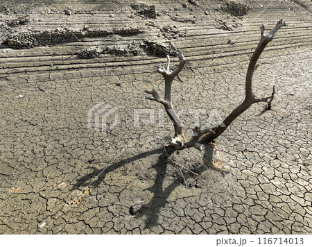 愛媛県西予市　鹿野川ダム　ダム底の風景 116714013