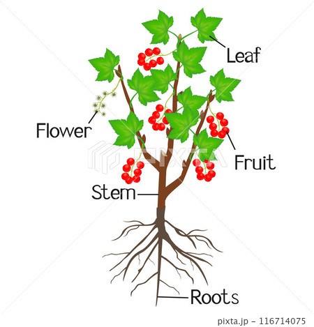 An illustration showing parts of a red currant. 116714075