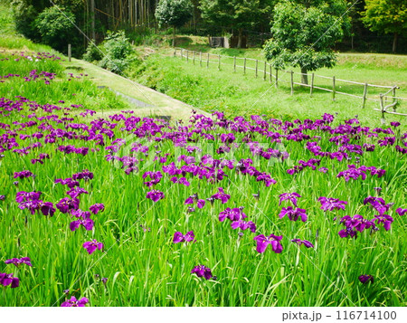 菖蒲園　咲き誇る花菖蒲　2024.06.08 116714100