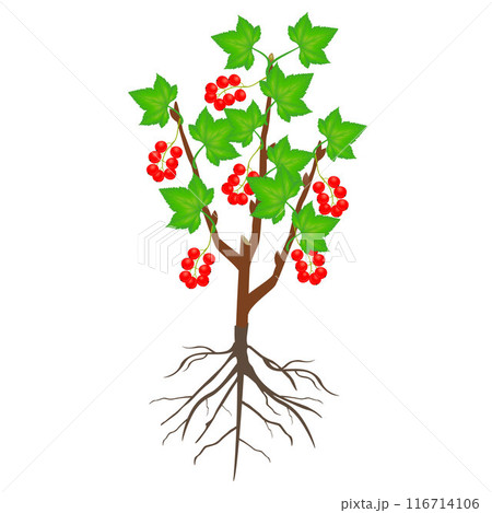 Red currant bush with berries isolated on a white background. 116714106