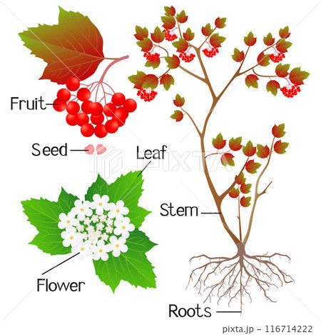 An illustration showing parts of a viburnum plant. 116714222