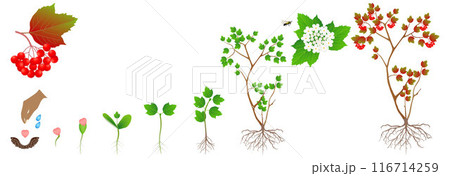 Cycle of growth of a viburnum plant on a white background. Cycle of growth of a viburnum plant on a white background. 116714259