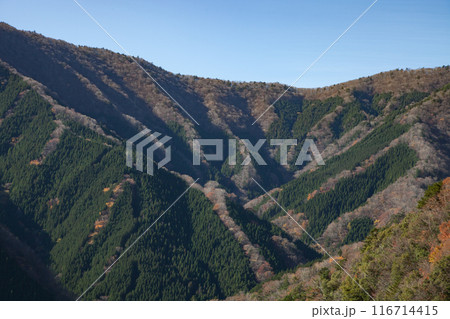 早朝のナメゴ谷で眺める雄大な紅葉と山並み 116714415