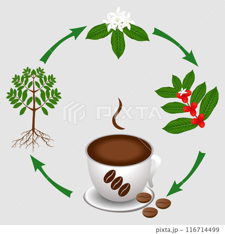 The cycle from the coffee plant to a cup of coffee. 116714499