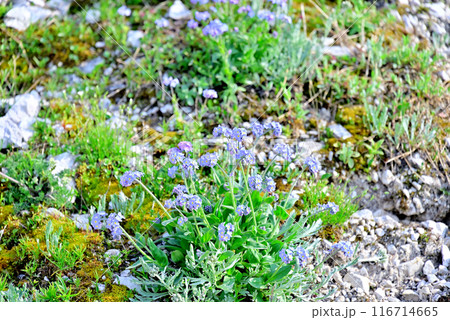 トレ・チーメに咲く高山植物 ミオソティス・シルバティカ トレ・チーメに咲く高山植物 ミオソティス・シルバティカ 116714665