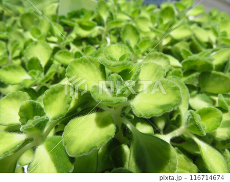 アロマティカス 116714674