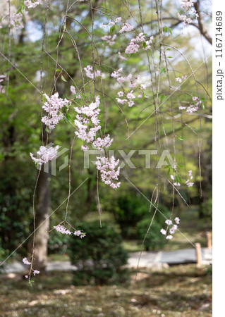 龍安寺の枝垂れ桜 116714689