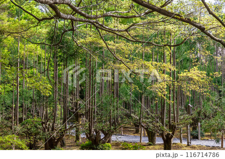龍安寺パゴダ周辺の杉 龍安寺パゴダ周辺の杉 116714786