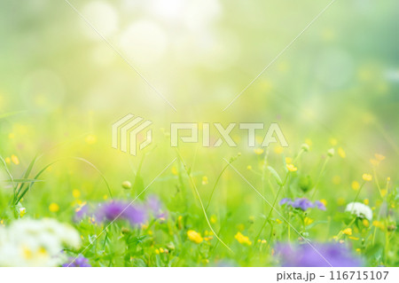 The spring meadow is decorated with wildflowers and sunlight, creating a colorful setting - a blurred abstract gentle background with a summer mood 116715107