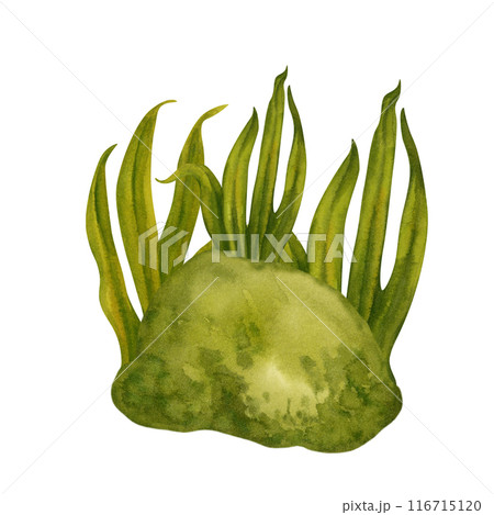 Fresh spring and summer green grass in a small clearing on a meadow. Watercolor illustration isolated on white background for template for forest, farm, harvest day, wedding, Easter, mother's day. Fresh spring and summer green grass in a small clearing on a meadow. Watercolor illustration isolated on white background for template for forest, farm, harvest day, wedding, Easter, mother's day. 116715120