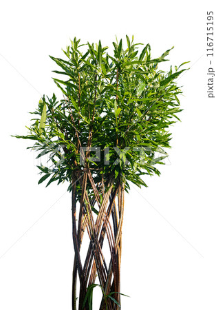 Green leaf plant, bush, foliage shrub, greenery branches, design element, natural decor isolated on Green leaf plant, bush, foliage shrub, greenery branches, design element, natural decor isolated on 116715195