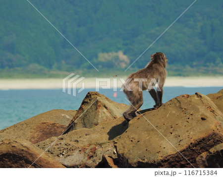 田舎の海辺の岸壁にたたずむ猿 116715384